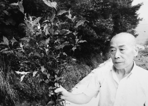 胡萬(wàn)林的弟子在網(wǎng)上發(fā)布的胡萬(wàn)林采草的場(chǎng)景(資料圖) 胡萬(wàn)林的弟子在網(wǎng)上發(fā)布的胡萬(wàn)林采草的場(chǎng)景(資料圖)