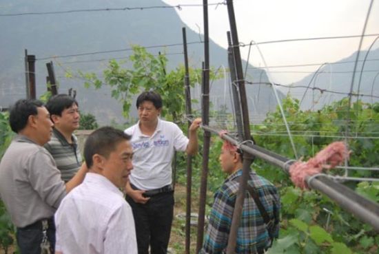 圖為5月3日,甘世波(右二)作為永善縣農業局局長,就葡萄避雨栽培示范建設作檢查指導。 圖為5月3日,甘世波(右二)作為永善縣農業局局長,就葡萄避雨栽培示范建設作檢查指導。